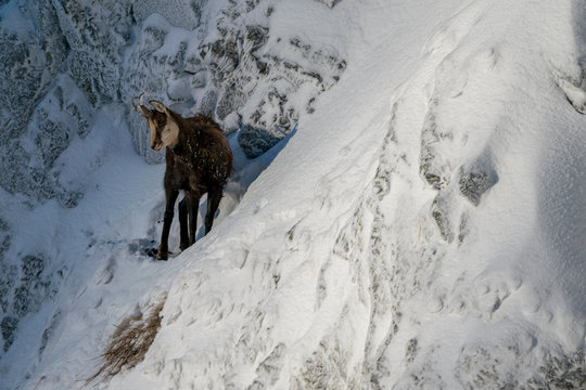 Wild chamois on some steep rocks in the winter time