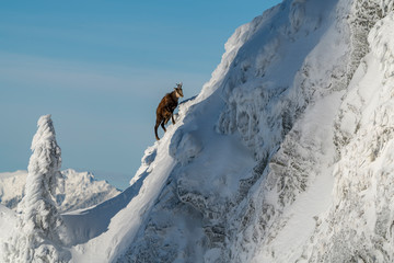 Wild chamois on some steep rocks in the winter time
