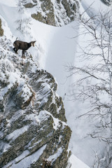 Wild chamois on some steep rocks in the winter time