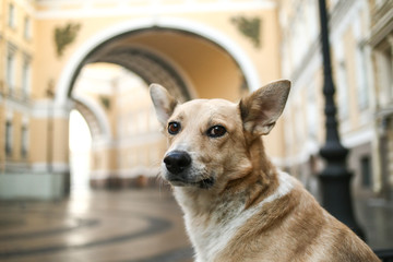 Alert adult Shepherd dog standing alone and looking at camera on street in morning
