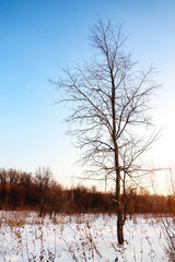 Lonely bare tree on a background of forest and blue sky in a winter evening in a snowy field