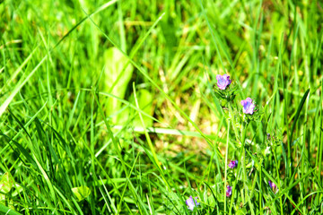 Bright green grass with little blue flowers background on sunny spring or summer day. Beauty of natural. Texture of natural grass cover. Environment concept.