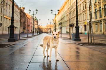 Alert adult Shepherd dog standing alone and looking at camera on street in morning