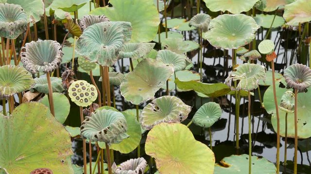 From above green yellow lotus leaves on tall stem and seeds in gloomy water. Lake, pond or swamp. Buddist symbol. Exotic tropical leaves texture. Abstract natural dark vegetation background pattern