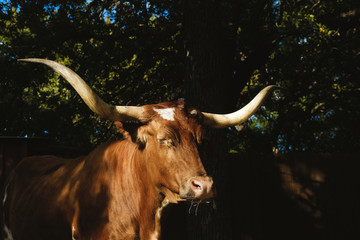 Texas Longhorn cow sleepy and tired in shadows of trees.