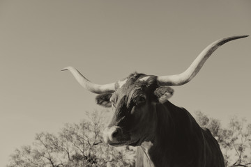 Rustic Texas Longhorn cow with large horns and copy space, hardy livestock for agriculture concept.