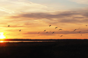 Dawn on the lake in the summer. Sun rays, silhouettes of flying birds and beautiful clouds...