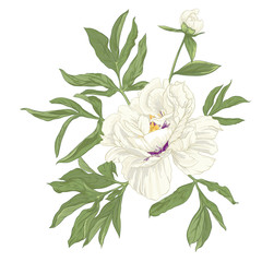 Peony flower. Element for design. Colored vector illustration. In botanical style Isolated on white background..