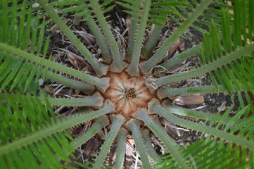 Geometrie della natura