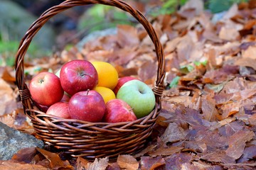 fresh apples in a basket