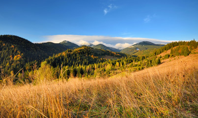 Amazing mountain landscape with colorful trees and herbs. Autumn sunny morning. Carpathian, Ukraine, Europe