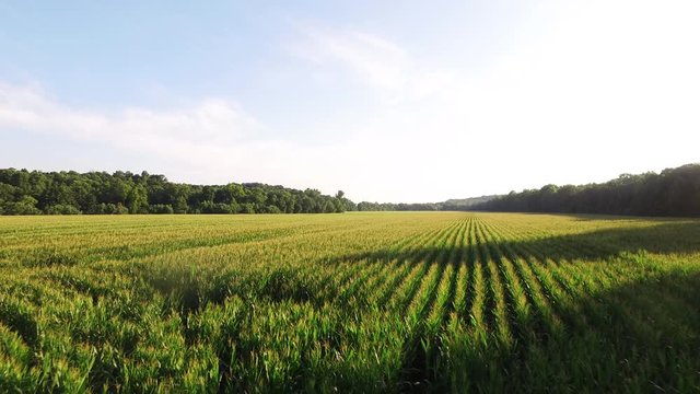 Rows of corn in Indiana, wide aerial