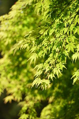 Japanese Maple spring leaves