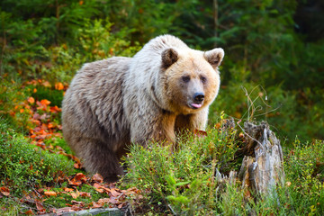 Plakat Young european brown bear in the authumn forest