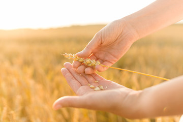 harvesting, nature, agriculture and prosperity concept - hands peeling ripe wheat spickelet's shell...
