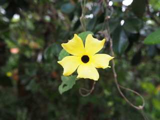 Fruits et fleurs de l'Ile de la Réunion