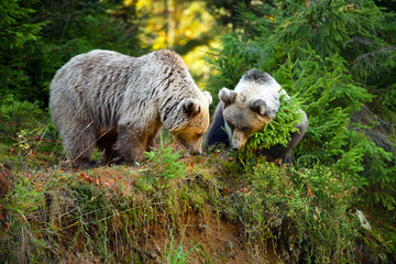 Fototapeta premium Two young brown bears in the authumn forest