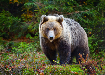 Fototapeta premium Young european brown bear in the authumn forest