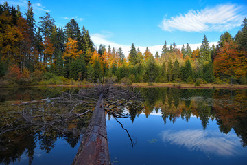 Amazing landscape with a lake in the autumn forest