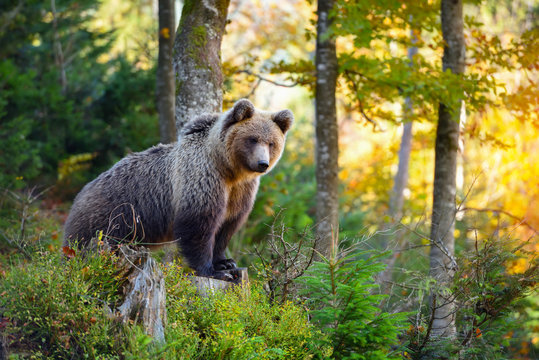 Young european brown bear in the authumn forest