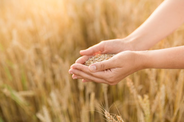harvesting, nature, agriculture and prosperity concept - hands holding ripe wheat grain on cereal field