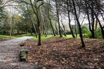 Oporto city park in autumn