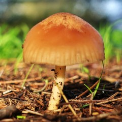 Marasmius oreades. Scotch bonnet. Fairy ring mushroom