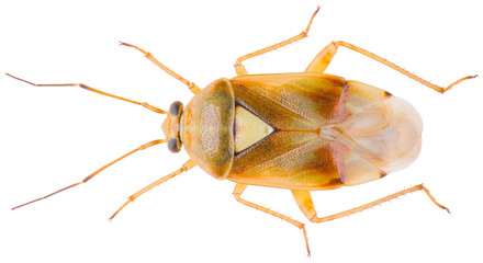Lygus gemellatus is a species of plant-feeding insects in the family Miridae. Dorsal view of lygus bug isolated on white background.