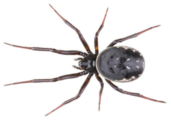 Steatoda albomaculata spiders is a species of cobweb spider in the family Theridiidae. The false widow spider isolated on white background.