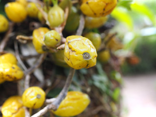 Fruits et fleurs de l'Ile de la Réunion