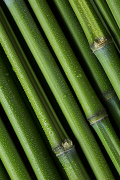 Bambu verde