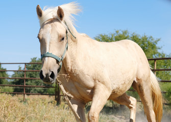 Obraz na płótnie Canvas Palomino filly horse in halter close up.