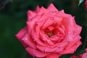 Rain drops on the petals of a pink rose