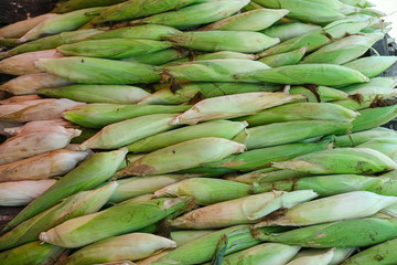 group of fresh organic corn green color