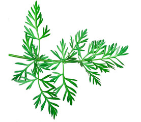 Coriander or cumin sprig isolated. Sprig of dill on the white background. Top view