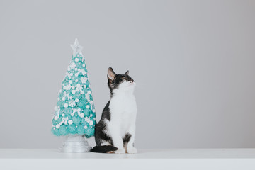 Cute little cat with Christmas tree. Christmas greeting card. 