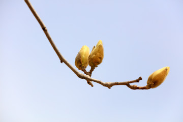 Magnolia flower buds in the field