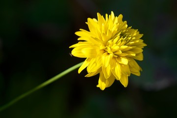 yellow flower on green background