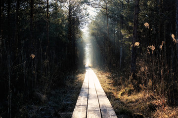 wooden road through the forest