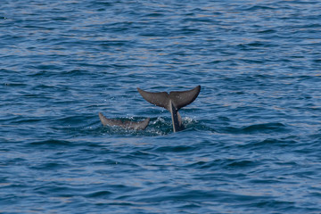 Indo-pacific humpback dolphins (sousa chinensis) showing tail fin in Musandam, Oman near Khasab in the Fjords jumping in and out of the water by Dhow Boats.