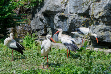Group of white stork close-up
