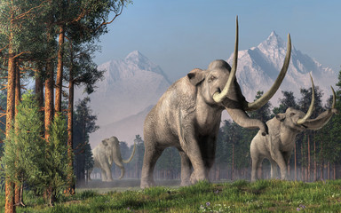 The Columbian Mammoth is an extinct animal that inhabited warmer regions of North America during the Pleistocene. Here three of them walk on a wide path. 3D rendering