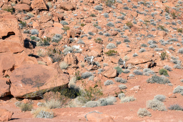 Bighorn Sheep beside a pre-Columbian petroglyph rock in Valley of Fire State Park in Nevada