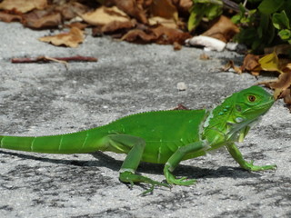 closeup of wild baby green iguana in Key West Florida #1