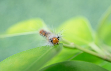 Hairy slug worm on green leaf in spring season,blurred background.(Calliteara pudibunda)