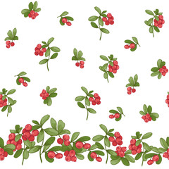 Cranberry. Seamless pattern, background. Graphic drawing, engraving style. Vector illustration isolated on white background