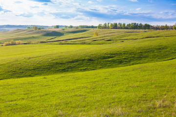 field of spring grass and forest