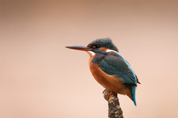 portrait de martin-pêcheur