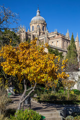 Fototapeta na wymiar Salamanca, Castilla Leon / Spain »; December 2017: Beautiful winged autumnal yellow tree of the cathedral of the city of Salamanca