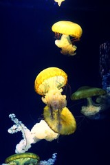 Jelly Fish Colorful -Underwater tank and fish aquarium  